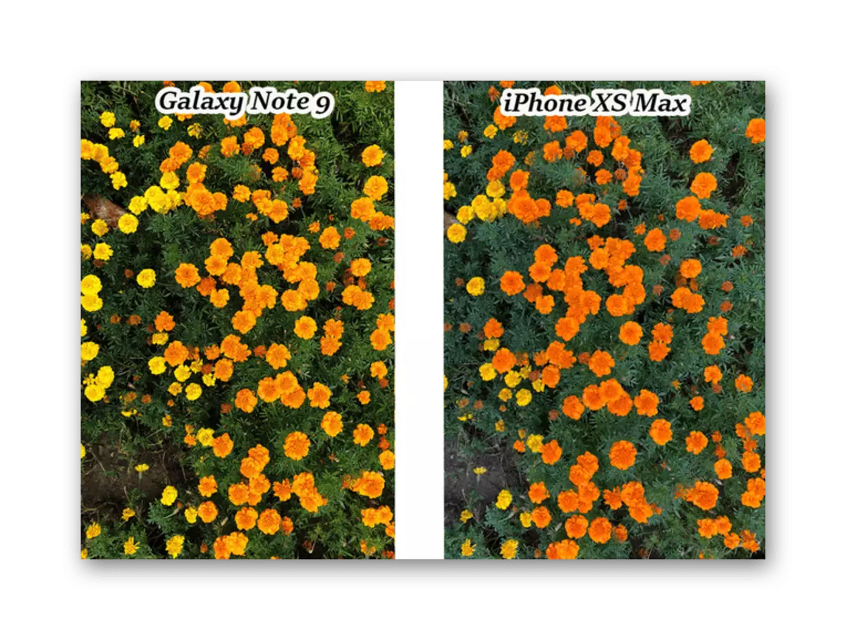 Primerjava barv v fotografijah na iPhone XS Max in Galaxy Opomba 9