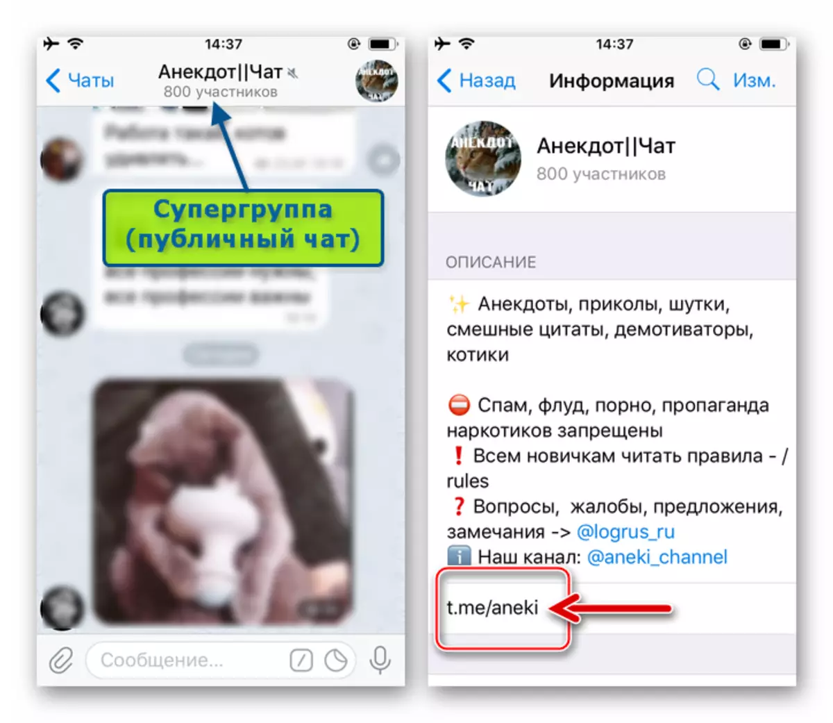 Telegram барои iOS - Вин пайванд ба Supergroup (Cate давлатӣ) дар экрани иттилоотӣ