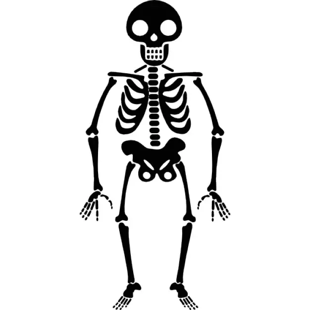 ວິທີການສ້າງແບບ Skeleton ຂອງມະນຸດໂລກ