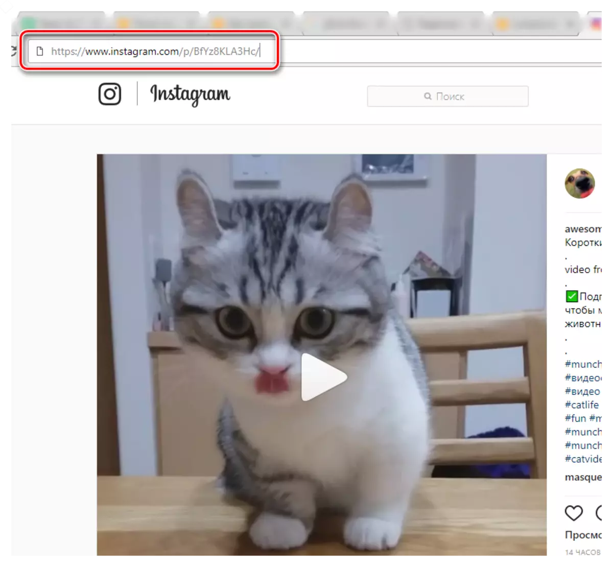 Kopeerimine lingid Video Instagram Service